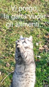 gatto randagio alimenti